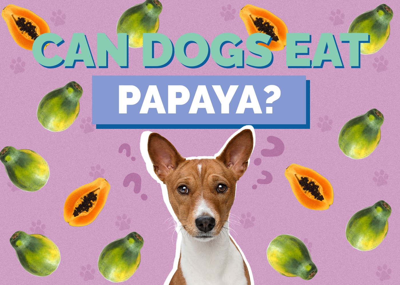 Can Dogs Eat Papaya? Vet-Verified Nutrition Facts & Safety Guide