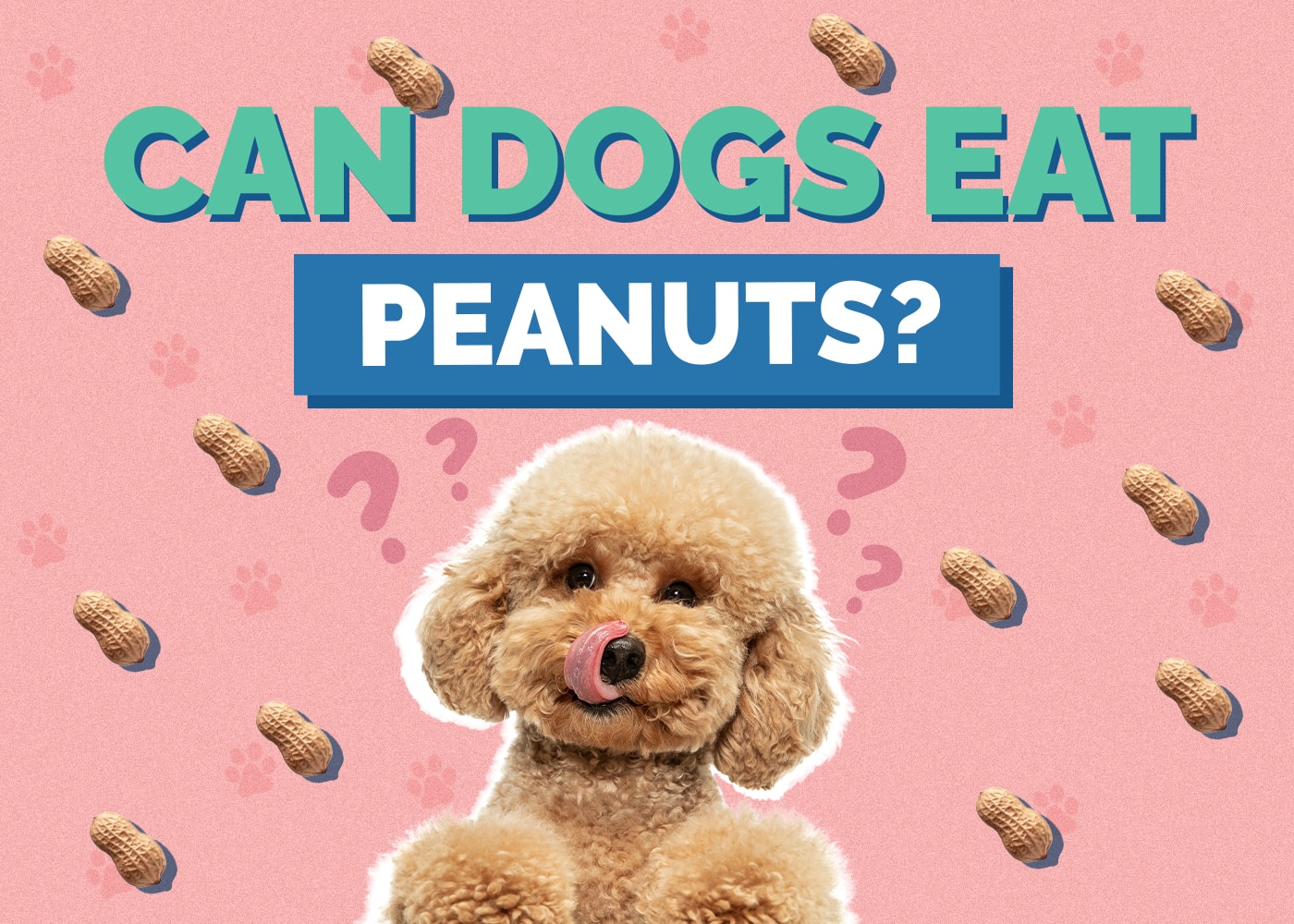 Can Dogs Eat Peanuts? Are Peanuts Safe for Dogs?