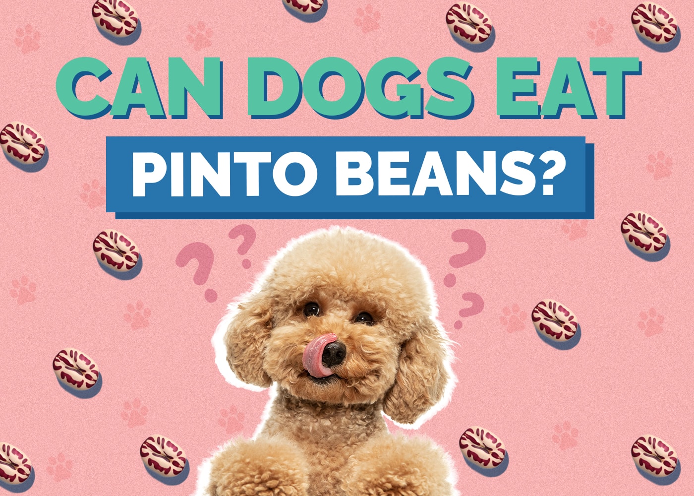 Can Dogs Eat Pinto Beans? Vet Reviewed Facts & FAQ