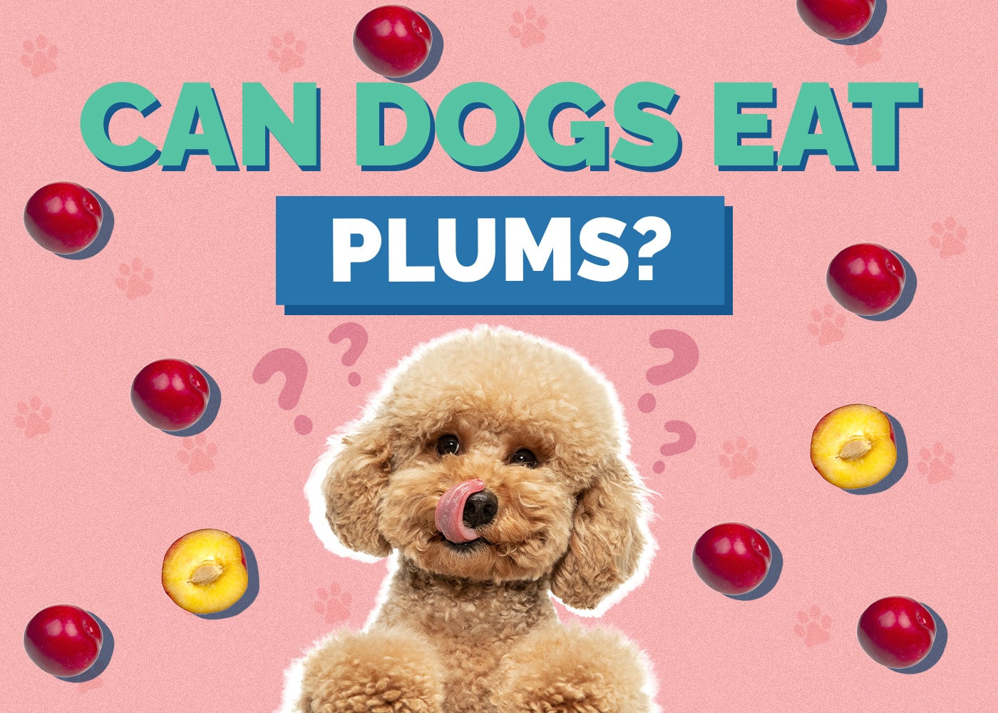 Can Dogs Eat Plums? Vet-Verified Facts & Safety Guide