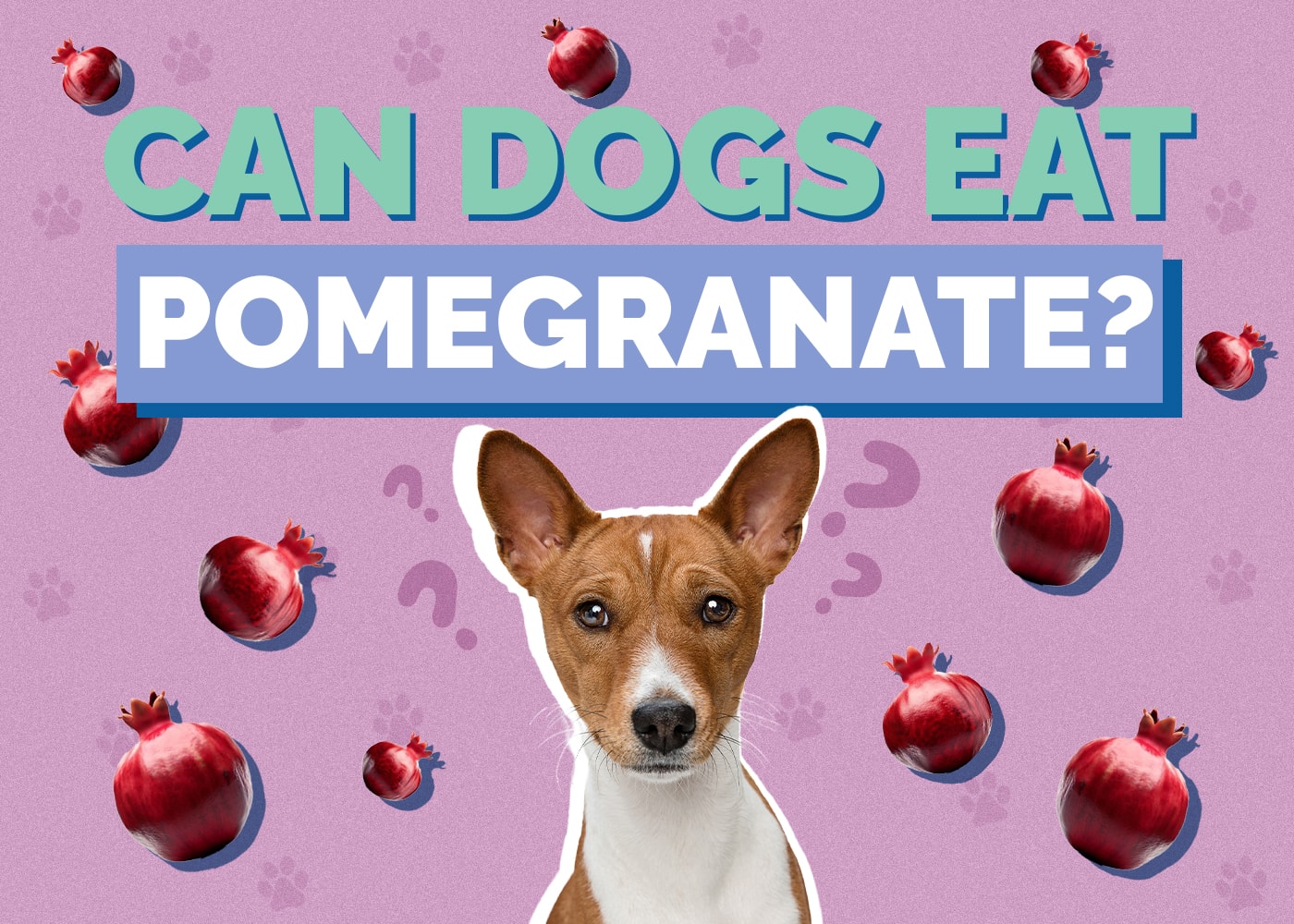 Can Dogs Eat Pomegranates? Are Pomegranates Safe for Dogs?