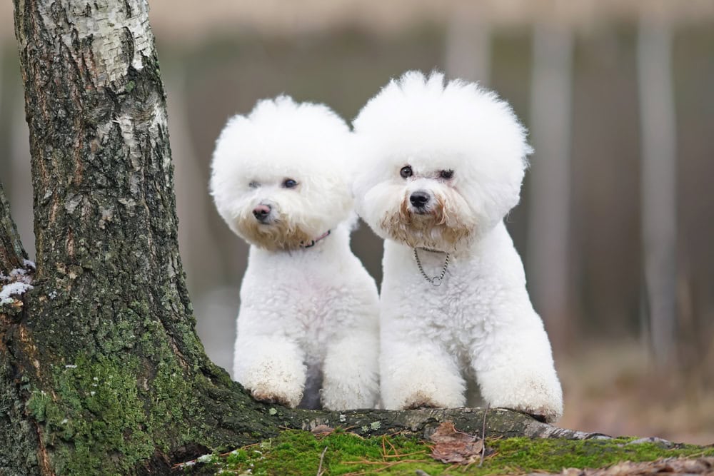 25 Low-Shedding Dog Breeds (With Info & Pictures)