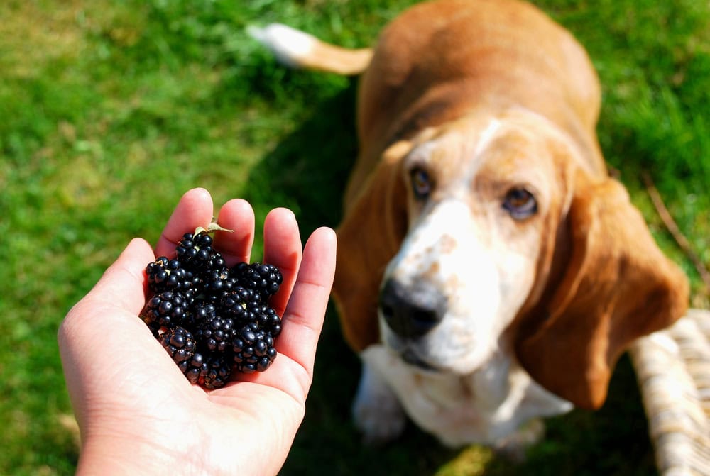 40 Vet-Reviewed Human Foods That Dogs Can Eat Safely