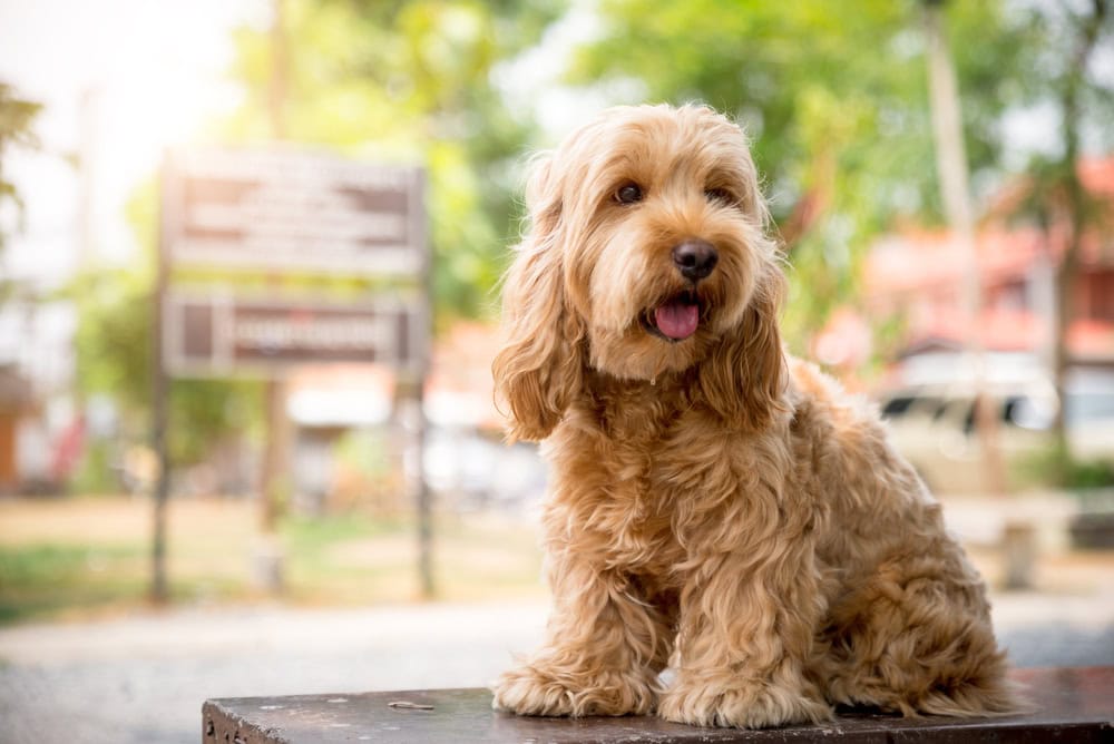 10 Fascinating Cockapoo Facts You May Not Know
