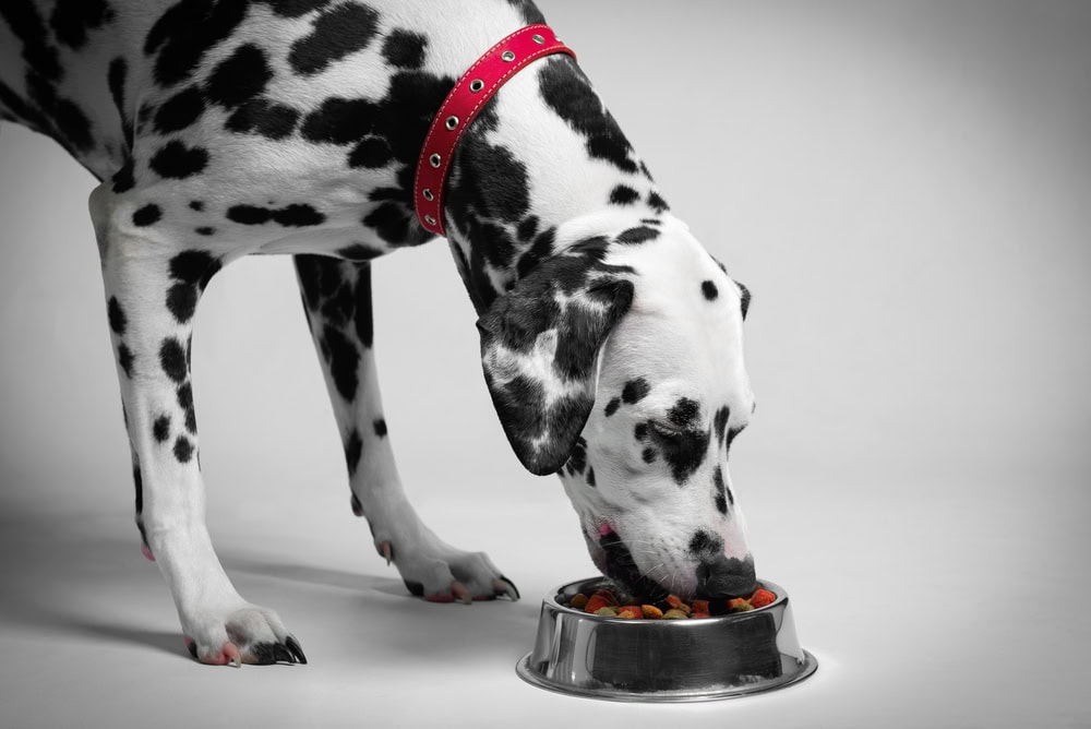10 Best Vet-Recommended Dog Foods - 2026 Reviews & Top Picks