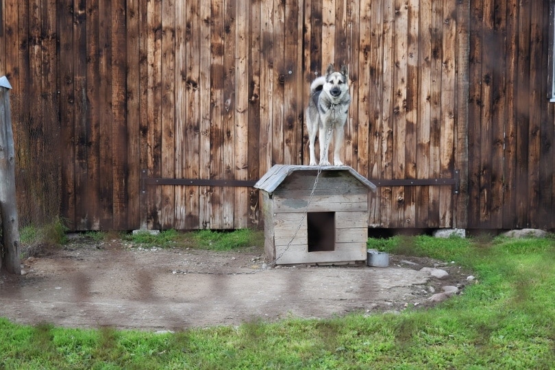 9 DIY Pallet Dog House Plans You Can Build Today (With Pictures)