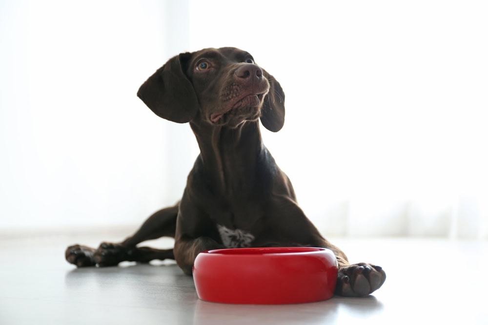 Dog Fasting 101 - Vet Reviewed Risks & Benefits