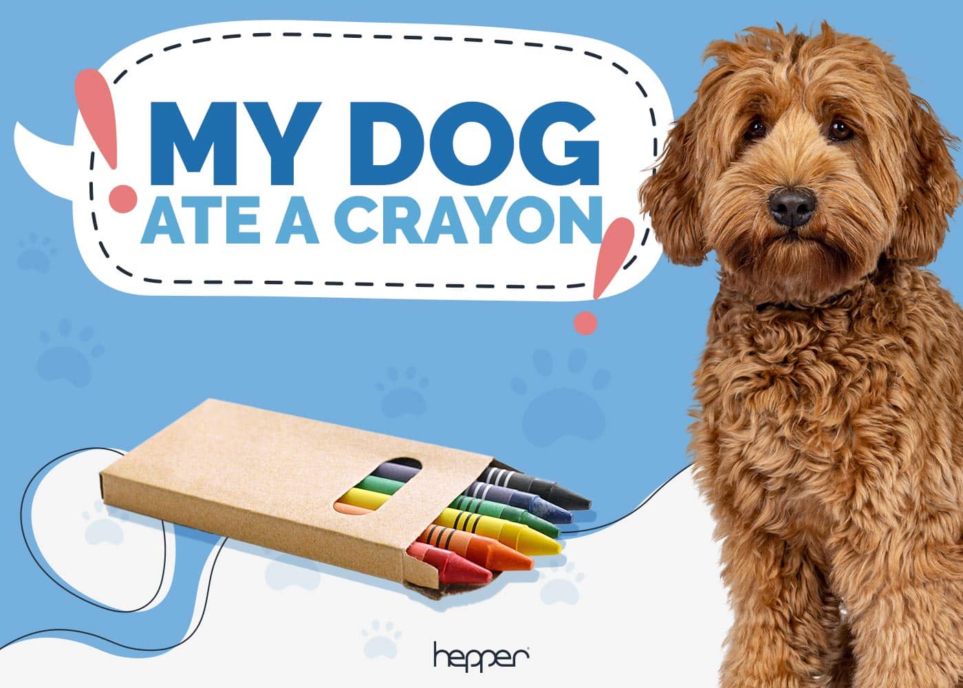 My Dog Ate a Crayon! Here’s What to Do (Vet Answer)