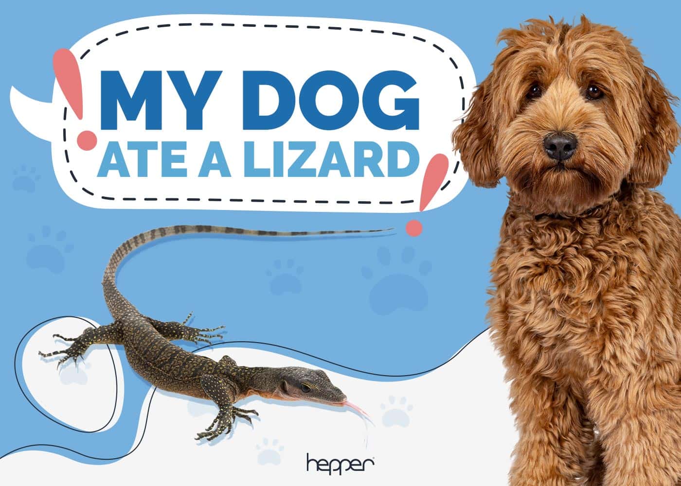 My Dog Ate a Lizard: Vet-Approved Advice & FAQ