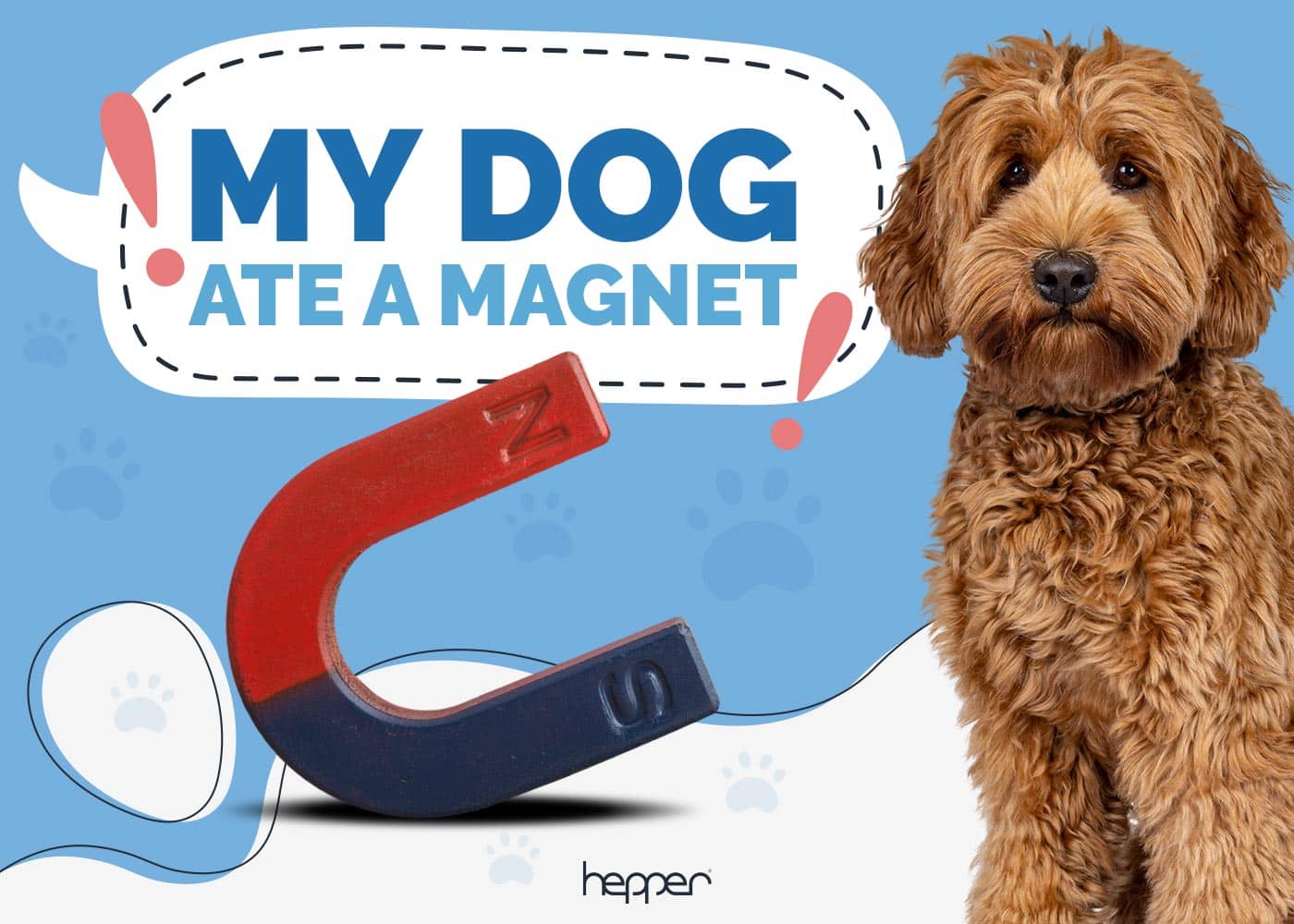 My Dog Ate a Magnet: Here’s What to Do (Vet Answer)