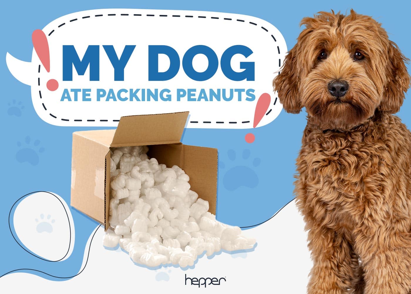 My Dog Ate Packing Peanuts: Here’s What to Do (Vet Answer)