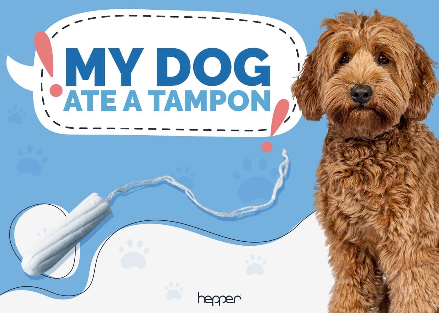 My Dog Ate a Tampon! Our Vet Explains What to Do