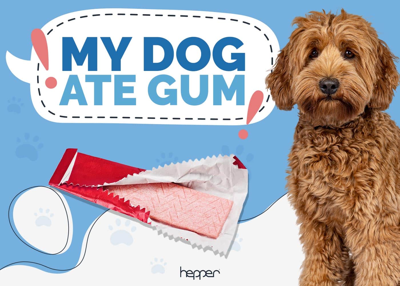 My Dog Ate Gum! Here’s What to Do (Our Vet Answers)