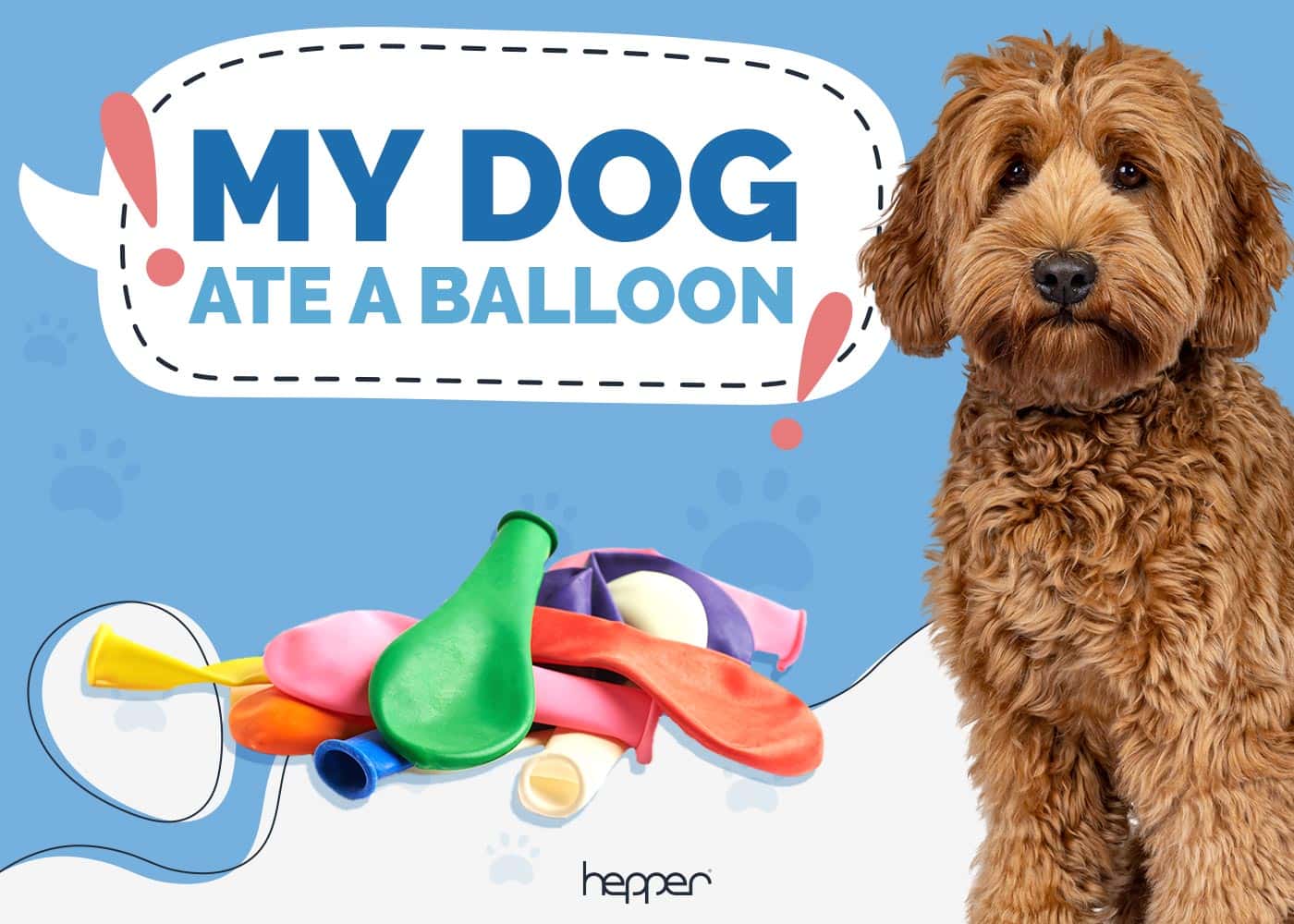 My Dog Ate a Balloon: Here’s What to Do (Vet Answer)