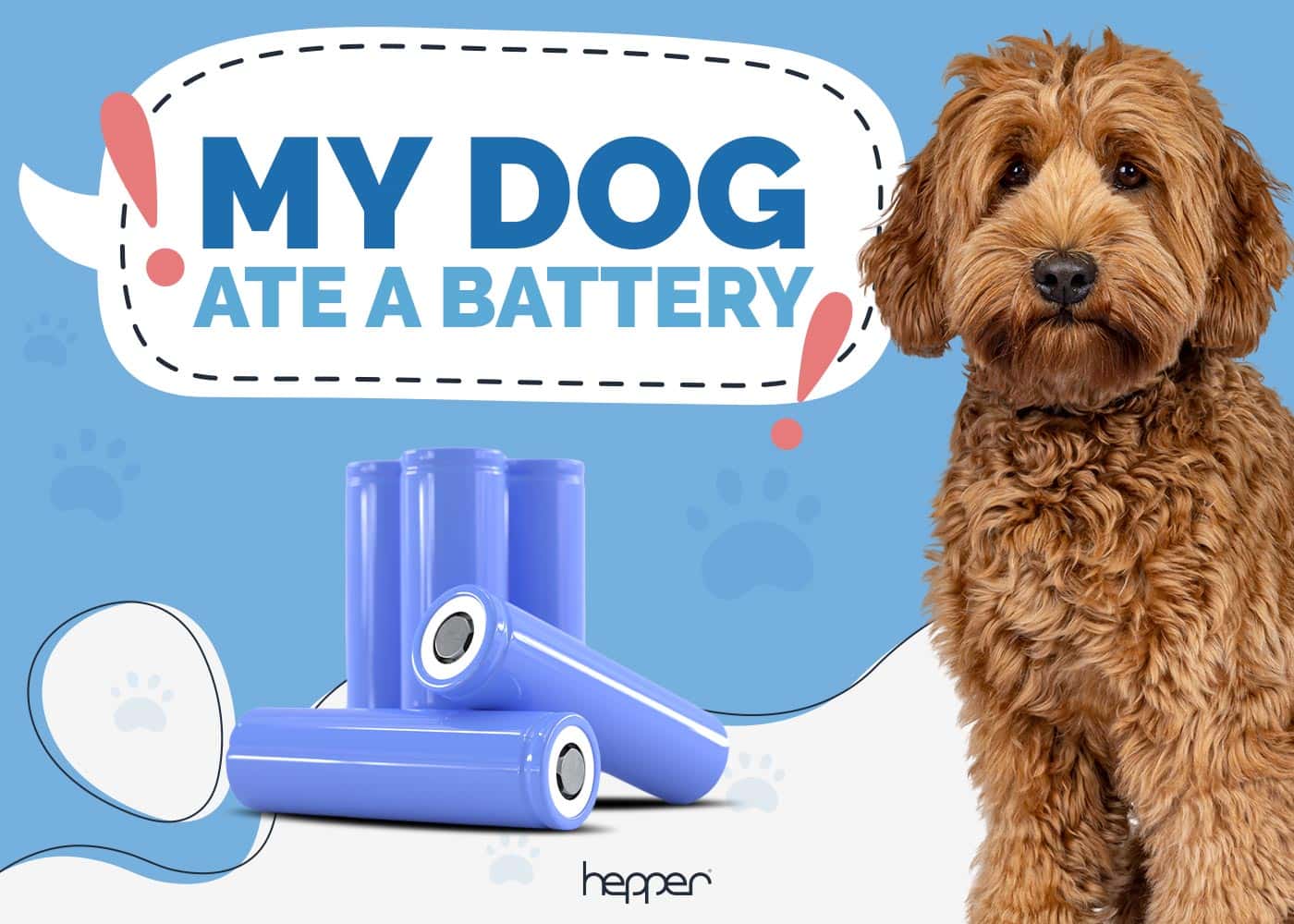 My Dog Ate a Battery! Here’s What to Do (Vet Answer)