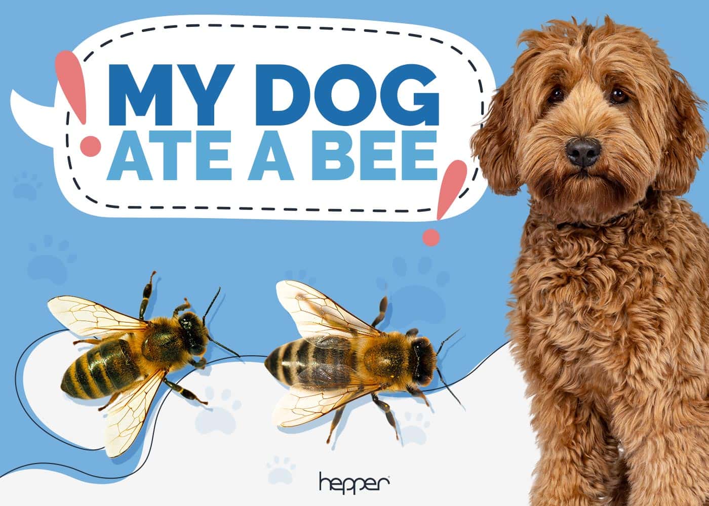 My Dog Ate a Bee! Here’s What to Do (Vet Answer)