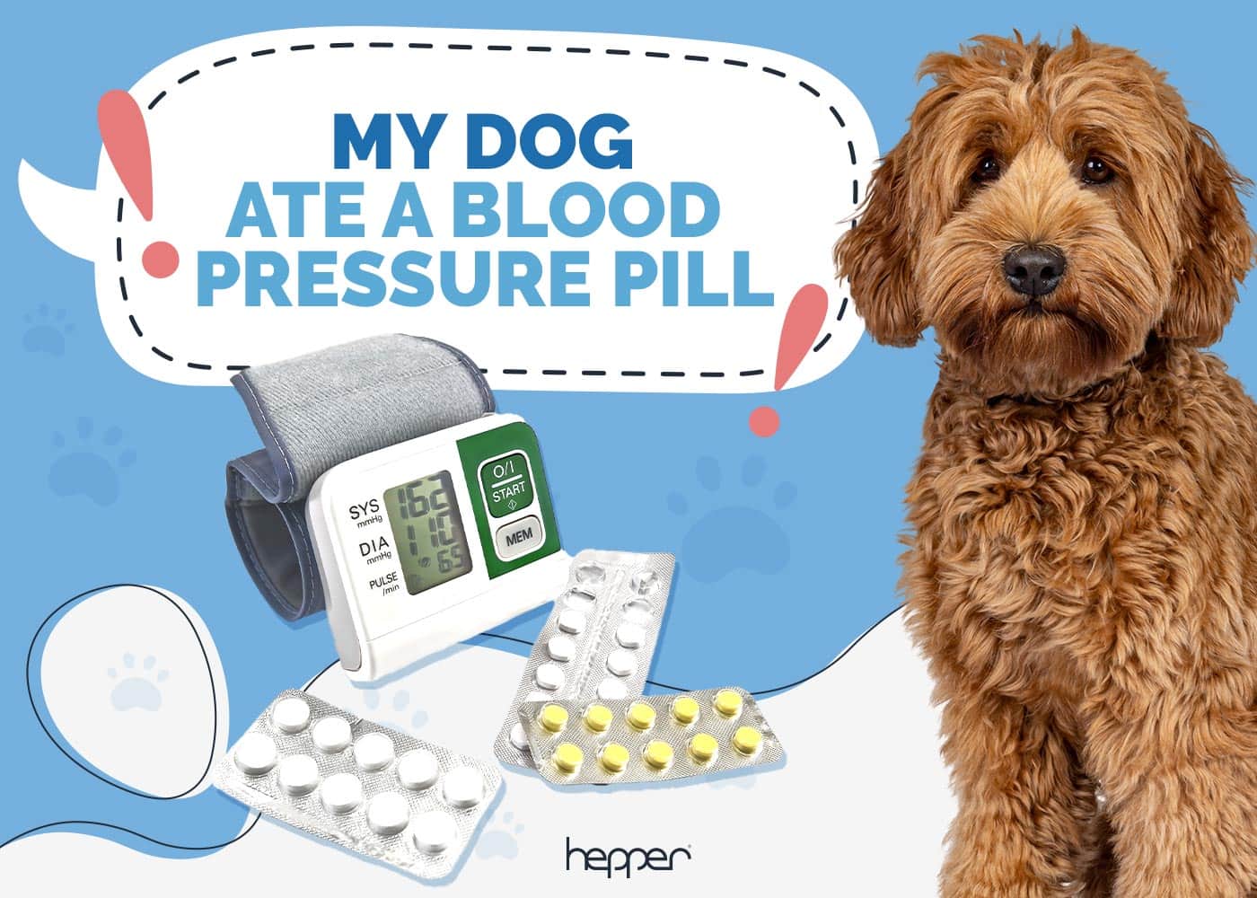 My Dog Ate a Blood Pressure Pill: Vet-Reviewed Risks & Advice