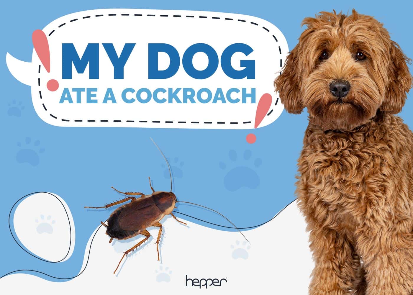 My Dog Ate a Cockroach: Here's What to Do (Vet-Reviewed)