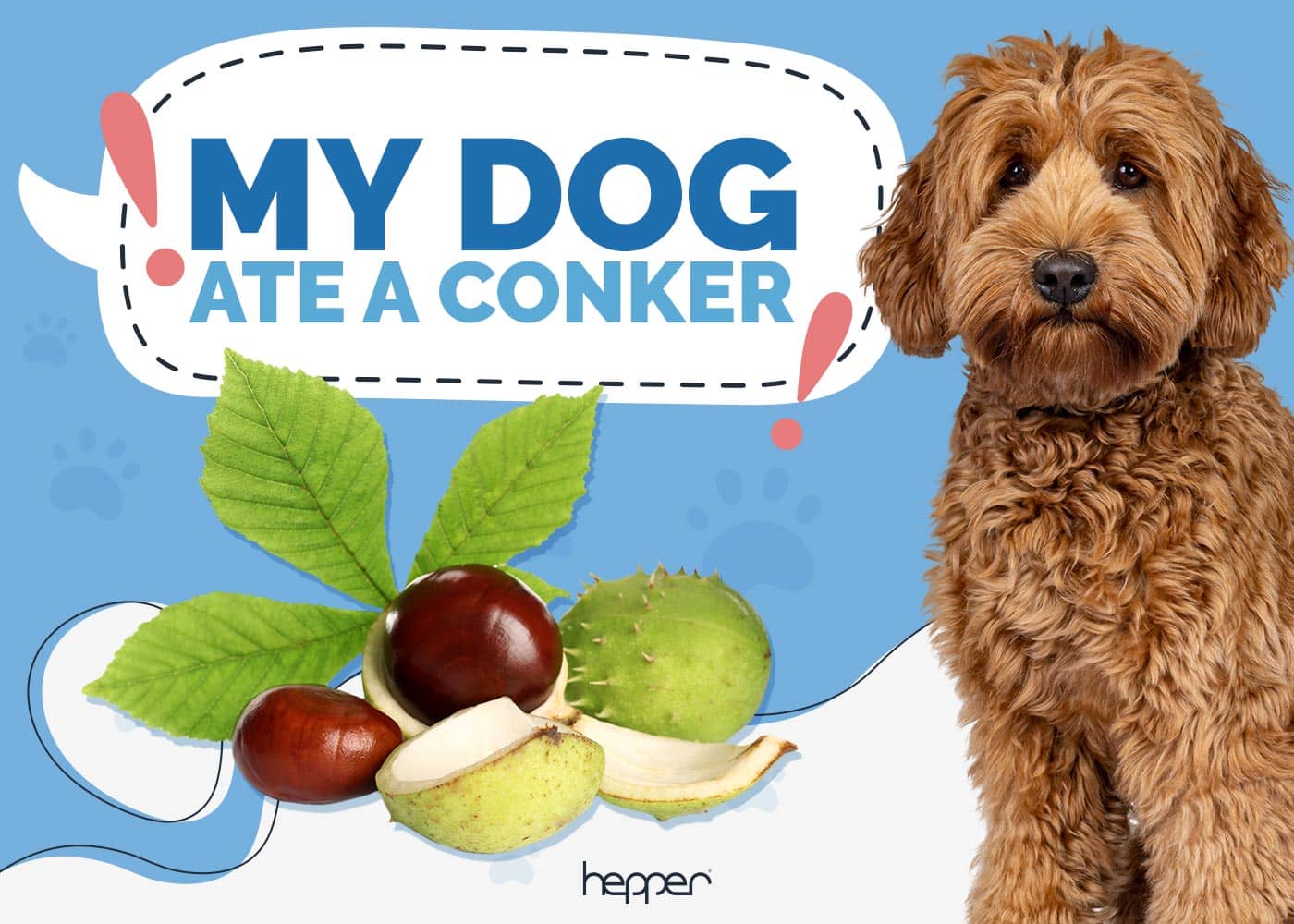 My Dog Ate a Conker: Vet-Approved Facts & Safety Guide