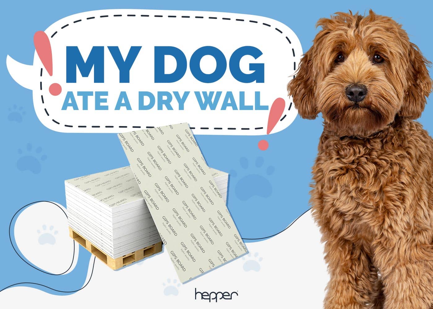 My Dog Ate Drywall: Here's What to Do (Vet Answer)