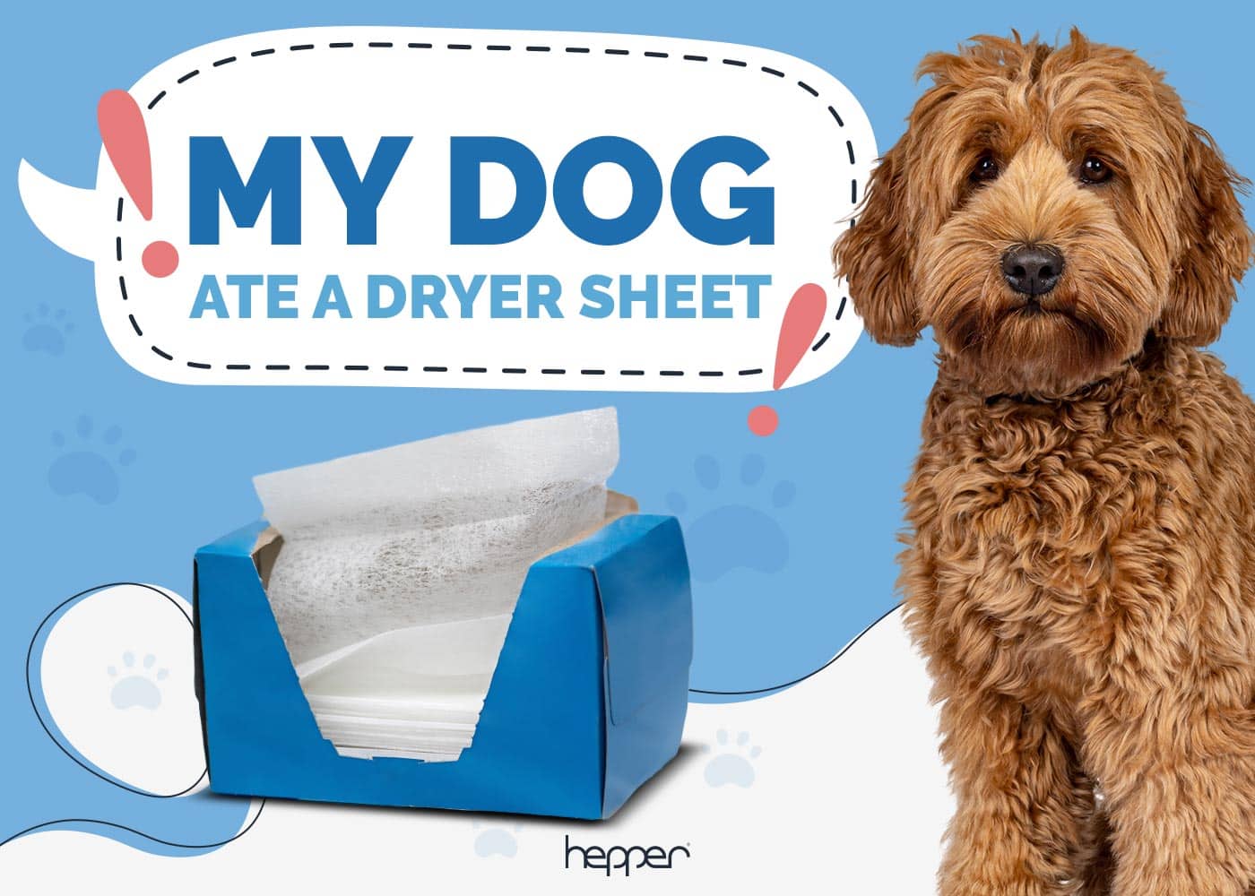 My Dog Ate a Dryer Sheet: Here's What to Do (Our Vet Answers)