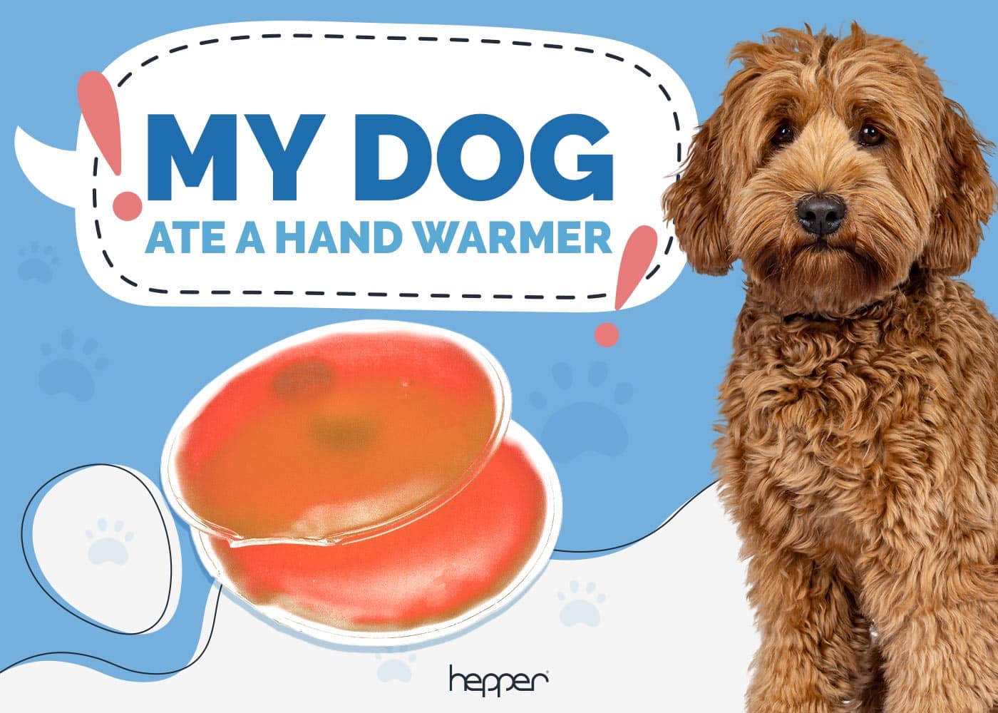 My Dog Ate a Hand Warmer: Our Vet Explains What to Do