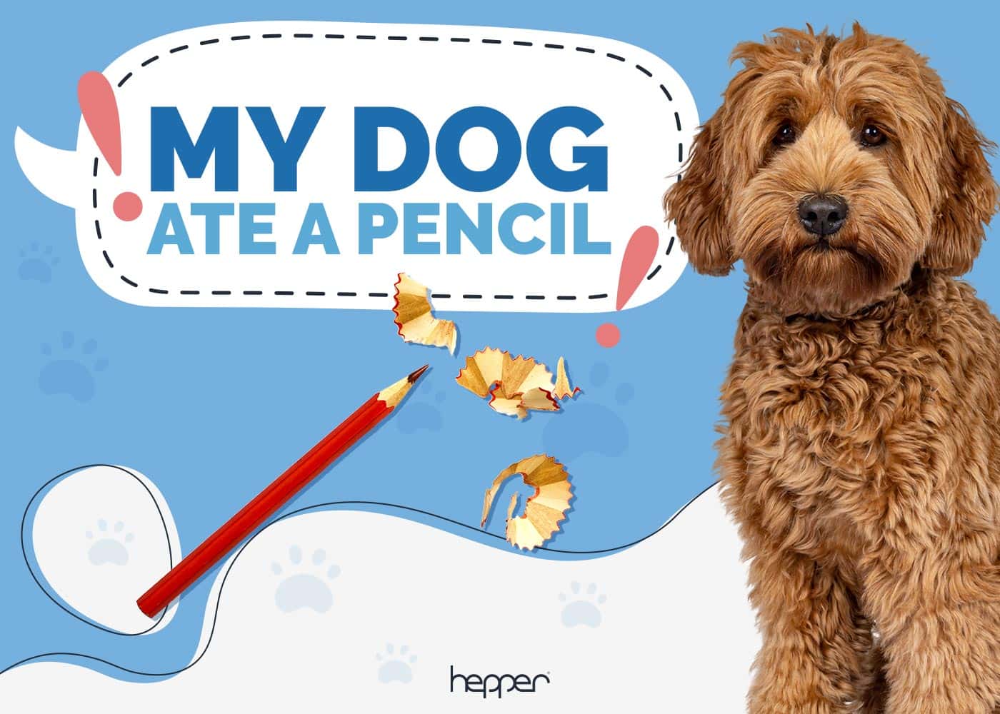 My Dog Ate a Pencil! Our Vet Explains What to Do