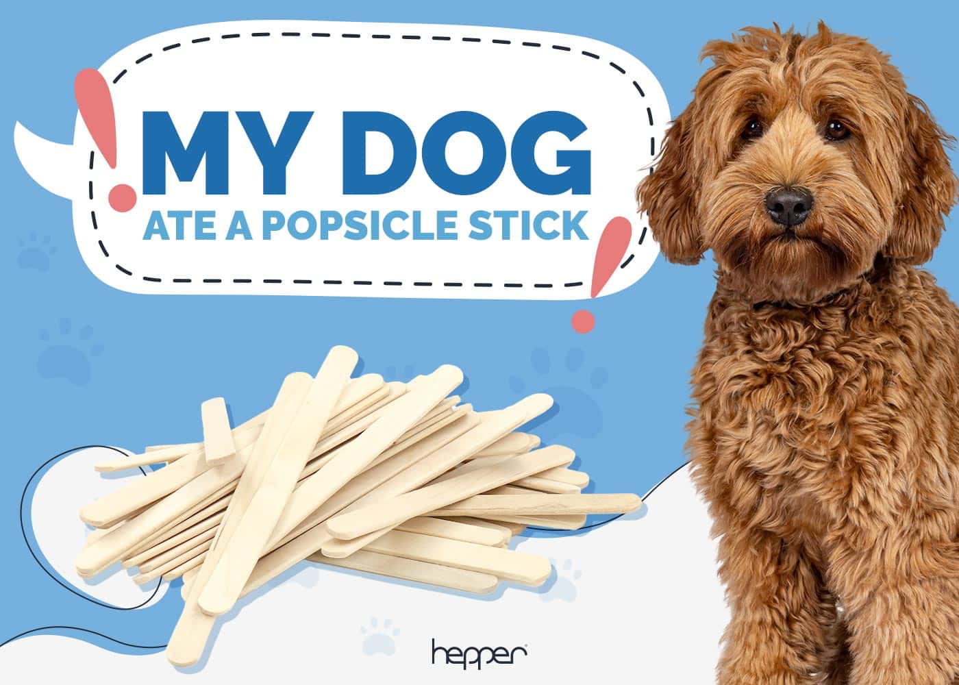 My Dog Ate a Popsicle Stick: Our Vet Explains What to Do