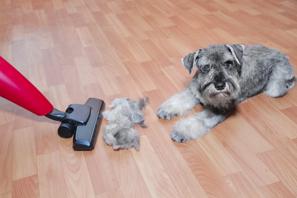 10 Best Vacuums for Pet Hair in 2026: Reviews & Top Picks