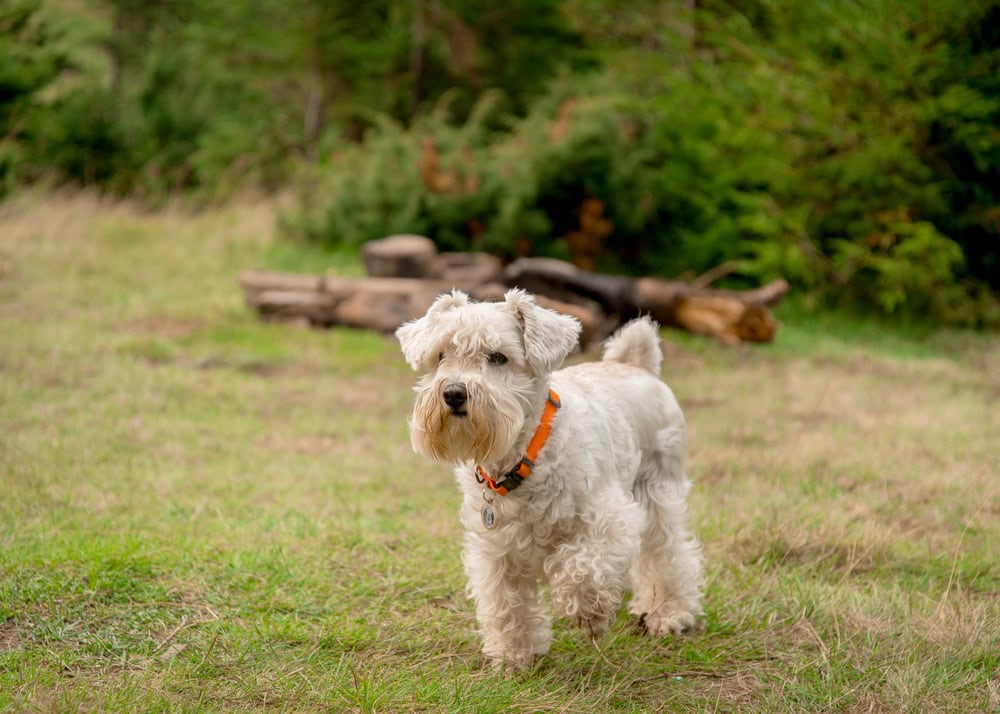 White miniature schnauzer in an orange collar stands in a meadow