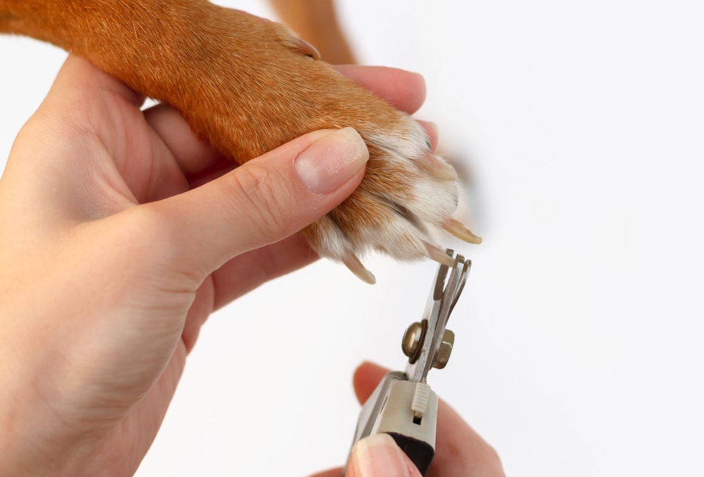 How to Stop Your Dog’s Nails From Bleeding: 10 Vet-Approved Tips & Ticks