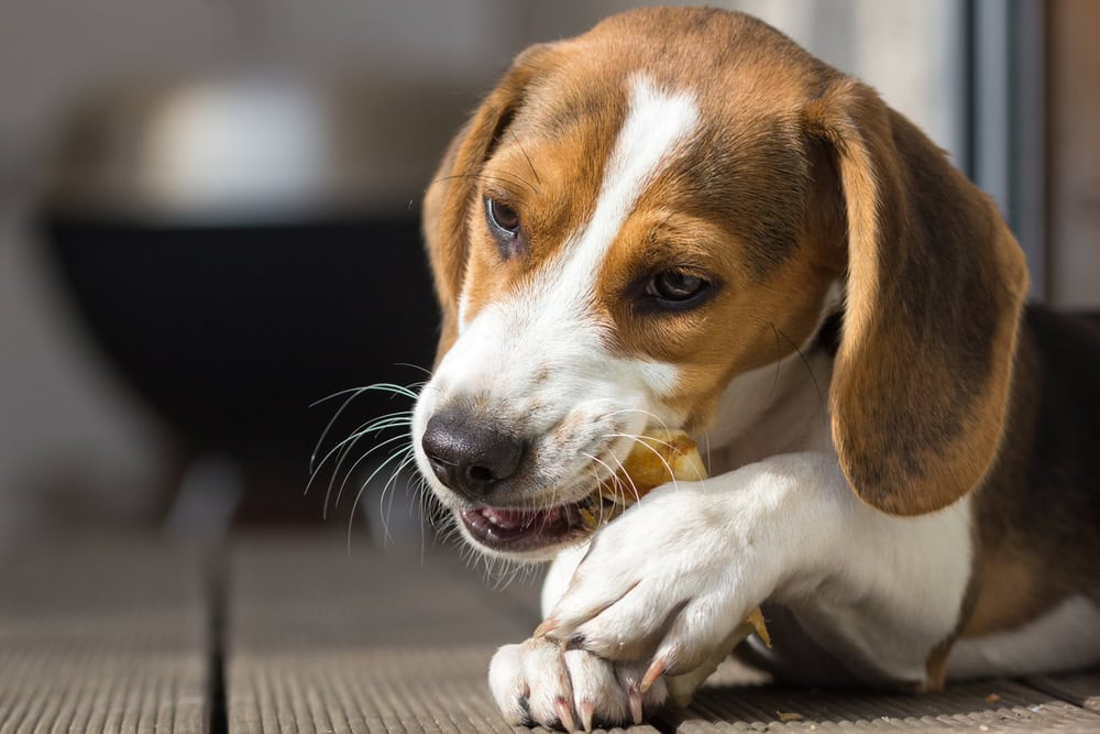9 Best Dental Chews for Dogs - 2026 Reviews & Top Picks