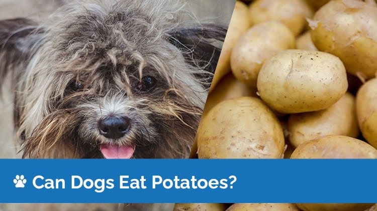 Can Dogs Eat Potatoes? Are Potatoes Safe for Dogs? Vet-Verified Facts