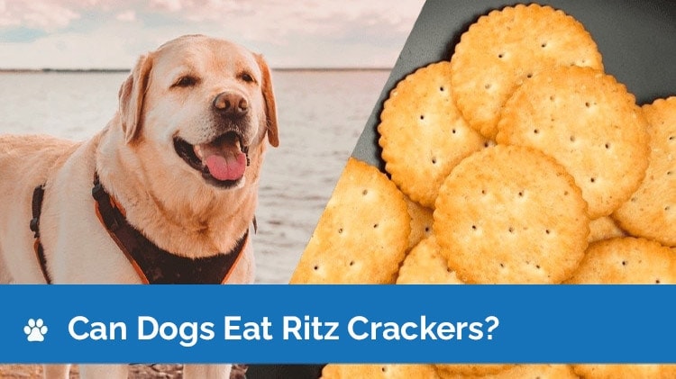 Can Dogs Eat Ritz Crackers? Vet-Approved Feeding Facts