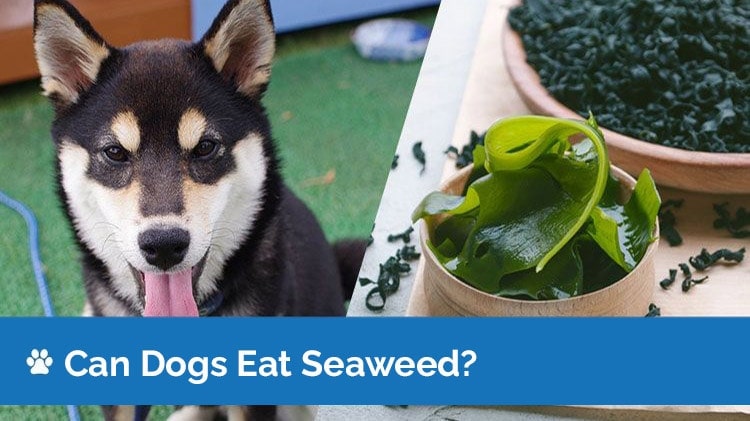 Can Dogs Eat Seaweed? Vet Approved Nutrition Facts & FAQ