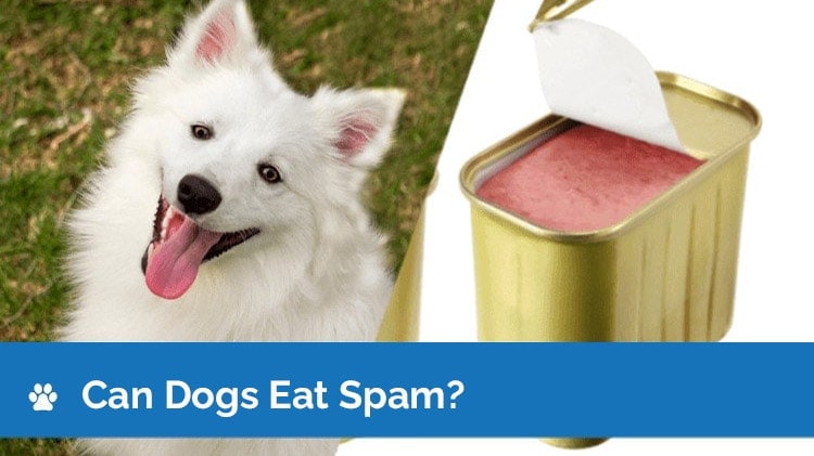 Can Dogs Eat Spam? Is Spam Safe for Dogs to Eat? Vet-Verified Facts