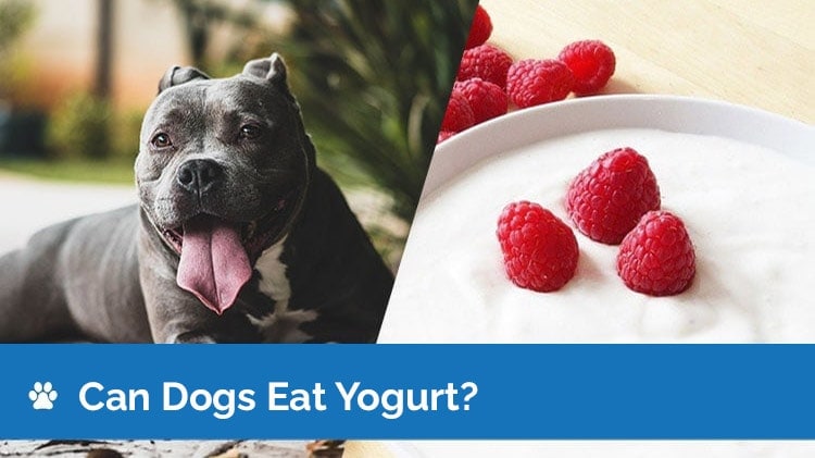 Can Dogs Eat Yogurt? Is Yogurt Safe for Dogs? Vet-Reviewed Facts & FAQ