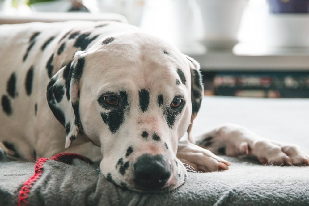 Why Is My Dog Coughing Like Something Is Stuck in His Throat? Our Vet Answers