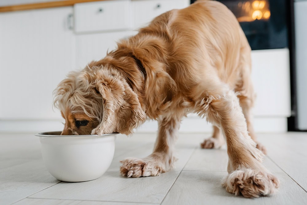 6 Best Dog Foods in Canada – 2026 Reviews & Top Picks