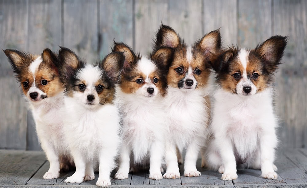 19 Questions to Ask a Dog Breeder (Essential)