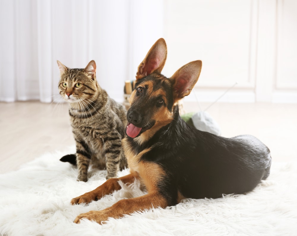 german shepherd dog domestic shorthair cat on carpet smiling happy