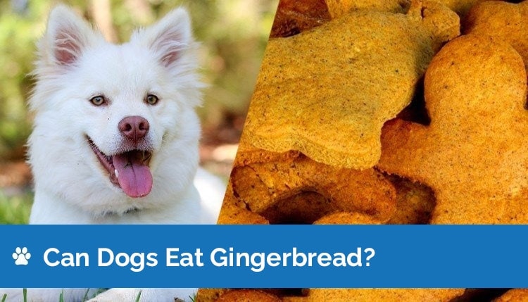 Can Dogs Eat Gingerbread? Vet-Reviewed Safety & Health Info