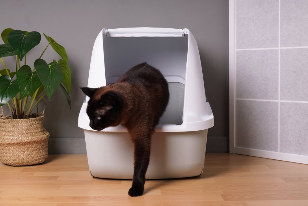 9 Best Top Entry Litter Boxes - 2026 Reviews & Top Picks