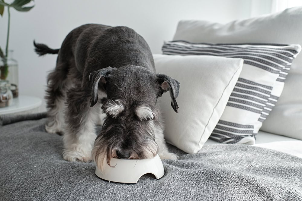 9 Best Dog Foods – 2026 Reviews & Top Picks