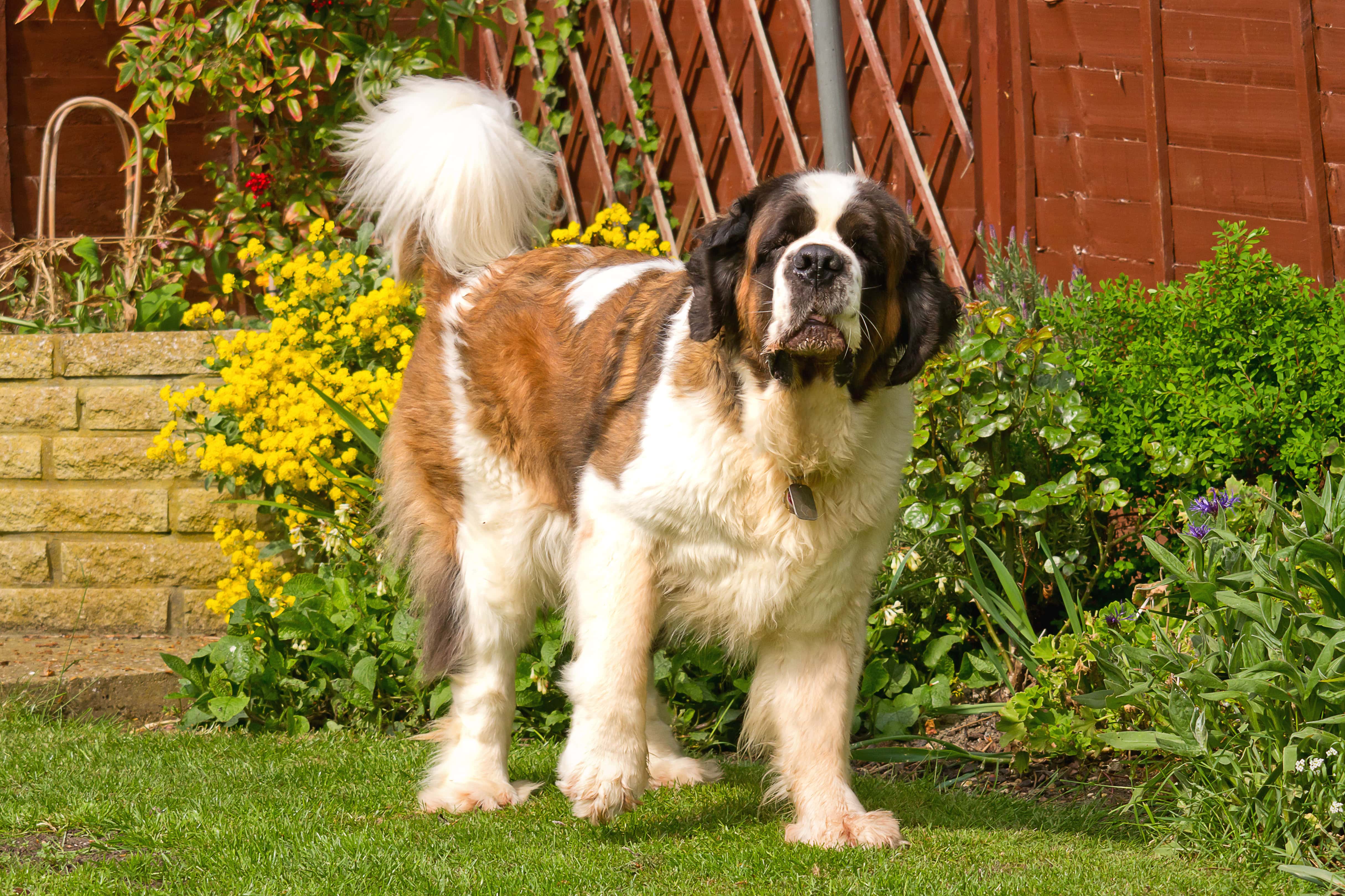 8 Swiss Dog Breeds (With Info & Pictures)