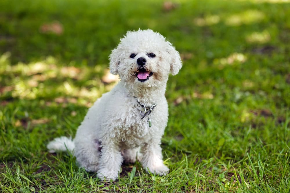 white bichon frise dog sitting on the grass