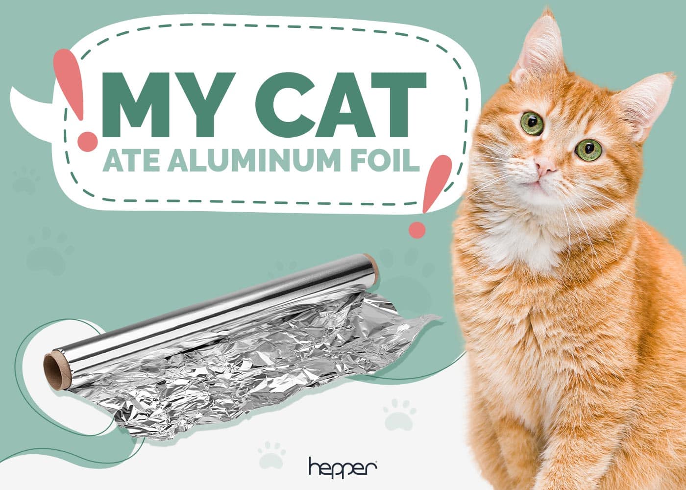 My Cat Ate Aluminum Foil, Should I Be Worried? Vet-Approved Risks & Tips
