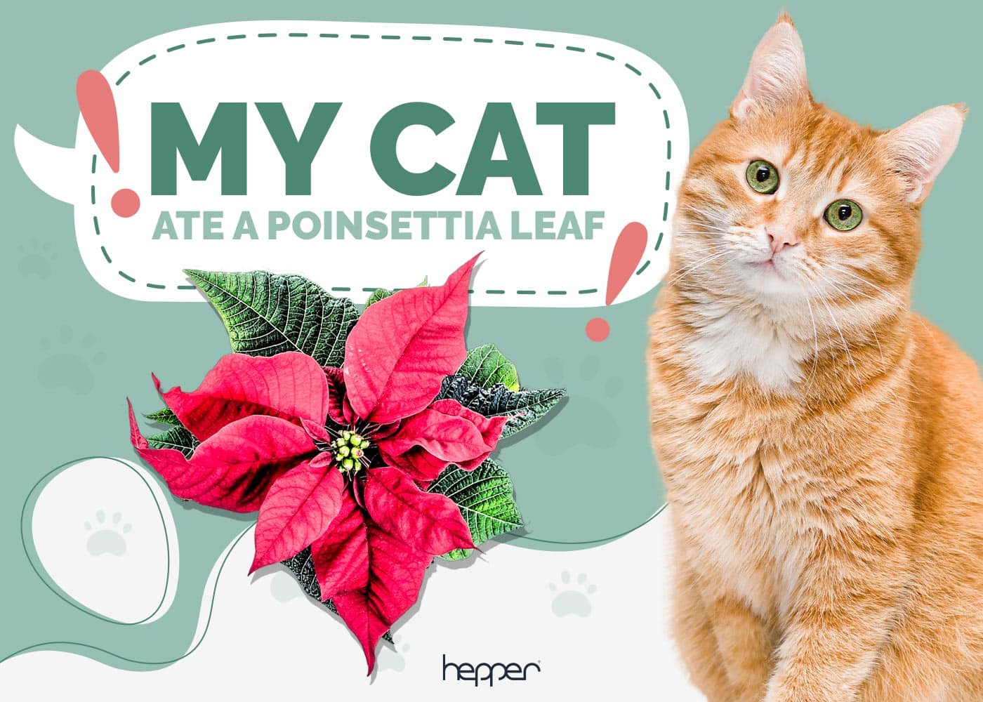 My Cat Ate a Poinsettia Leaf, What Should I Do? Vet-Approved Facts & Advice