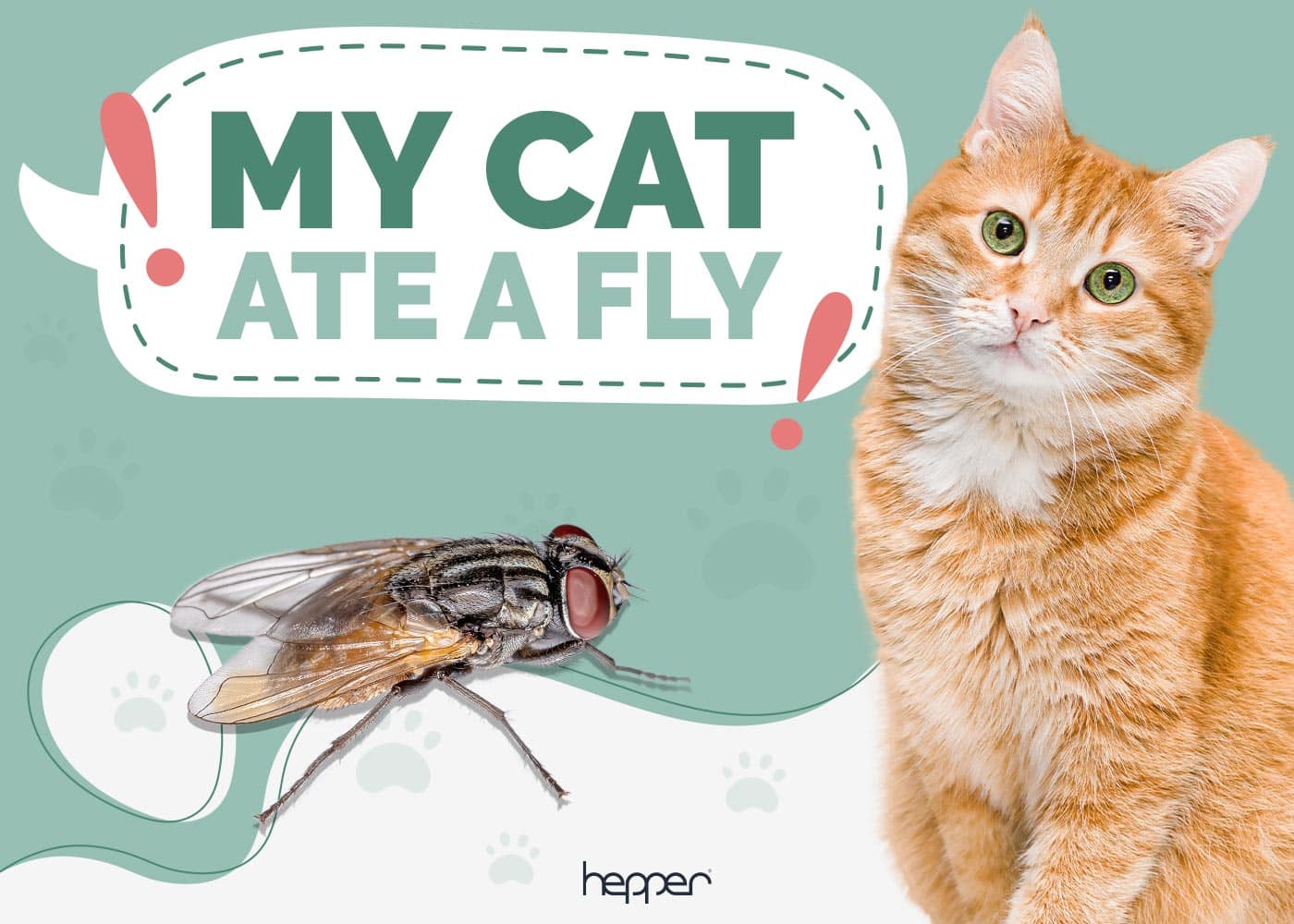 My Cat Ate a Fly, What Should I Do? Vet Approved Advice