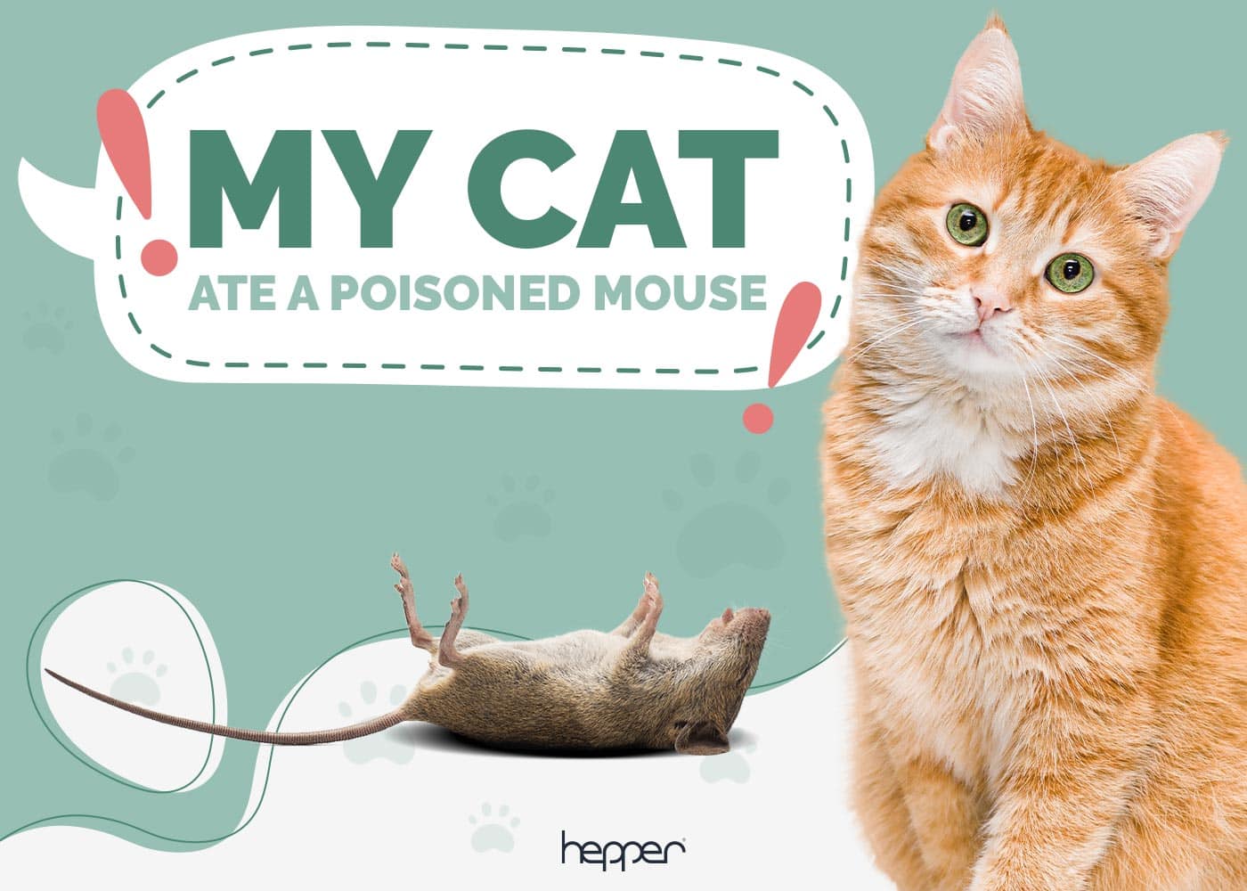 My Cat Ate a Poisoned Mouse, What Should I Do? Vet Approved Advice